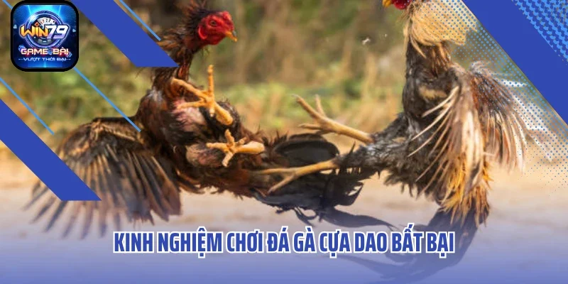 Kinh nghiệm chơi đá gà cựa dao bất bại