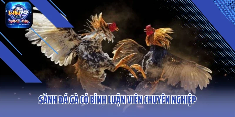 Sảnh đá gà có bình luận viên chuyên nghiệp
